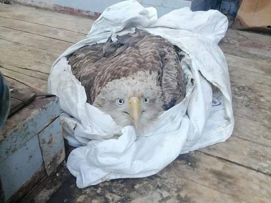 Лесничие спасли краснокнижного орлана-белохвоста на Сахалине