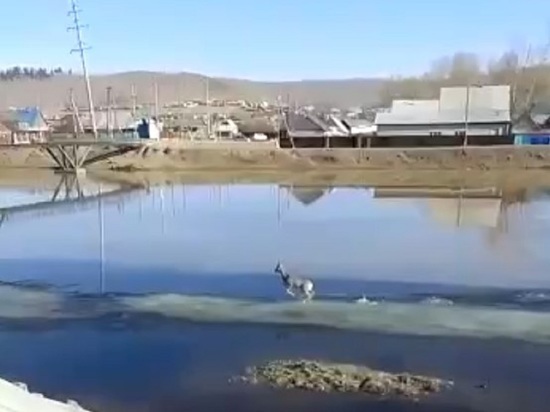 Бежавшую по реке косулю сняли на видео в Агинском