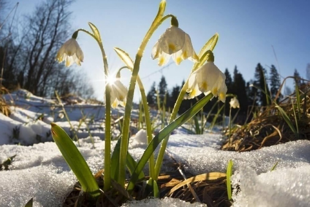 Совсем весна: в Костромской области раньше обычного сошел снег