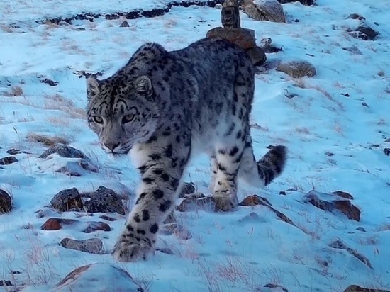 Снежные барсы нападают на домашний скот в горах Алтая