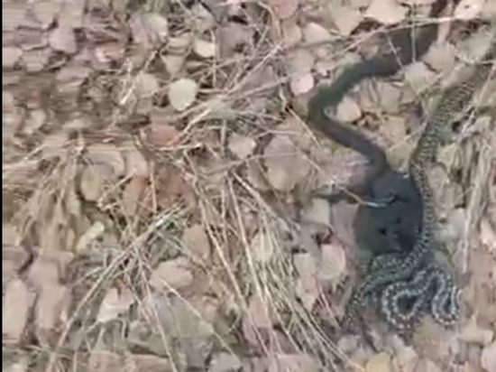 Жители Свердловской области заметили огромное количество змей в лесу