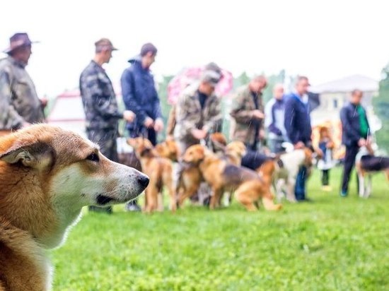 В Жердевке в начале апреля пройдёт выставка гончих, борзых, норных собак
