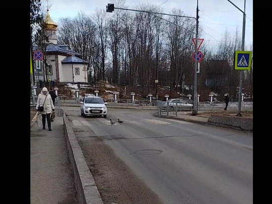 Законопослушные утки были замечены в центре Петрозаводска