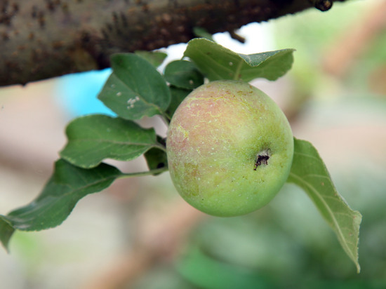 Менеджер из Каширы обнаружил яблоко в прямой кишке