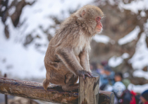 Сотрудники Лаборатории адаптации приматов в человеческом социуме приступили к эксперименту по разведение обезьян на одном из островов Онежского озера 