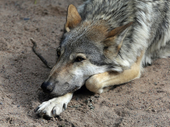 За год Новгородским охотникам выплатили почти 2 млн рублей за добычу волков