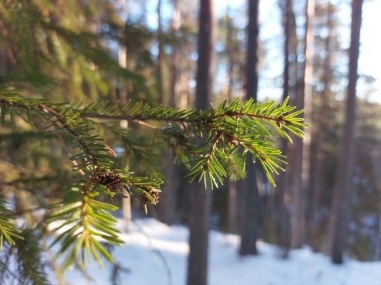 Детям и подросткам НАО предложили нарисовать лес 3000 года