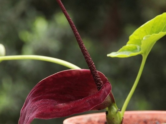 Зловонный темно-бордовый цветок зацвел в Ботаническом саду ТГУ
