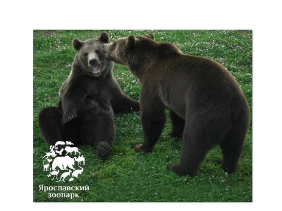 В Ярославском зоопарке собираются разбудить медведей