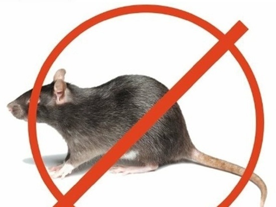 Апрель — крысобой : в Костроме начинается месячник по дератизации