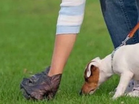 Ветеринар объяснил, почему важно убирать за собакой на улице