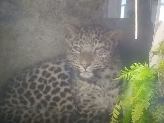 Котенку леопарда из Кавказского заповедника удалили молочный зуб