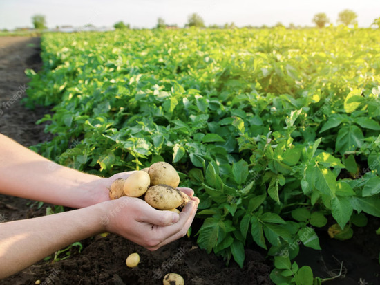 Известный садовод рассказала, как получить сумасшедший урожай картофеля