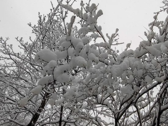 Рекордное за полвека количество снега выпало в Петербурге в марте
