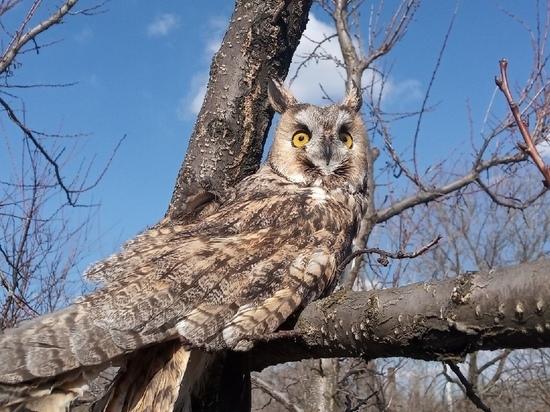 Дончане смогут отметить Международный день птиц наблюдением за пернатыми