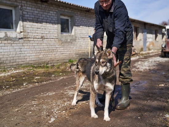 В Смоленске ведется работа по проведению необходимых медицинских процедур с бездомными животными