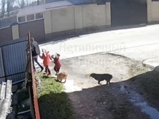 Власти Ставрополя разыскивают напавшую на ребенка собаку