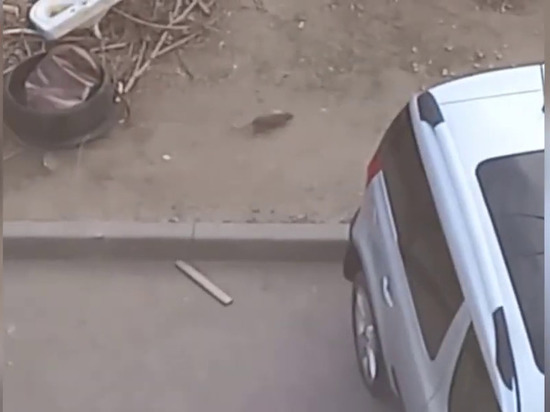 В центре Волгограда жители заметили огромную крысу: видео