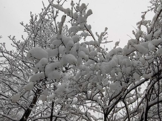 Небольшой плюс и мокрый снег: какая погода будет в Ленобласти 2 апреля