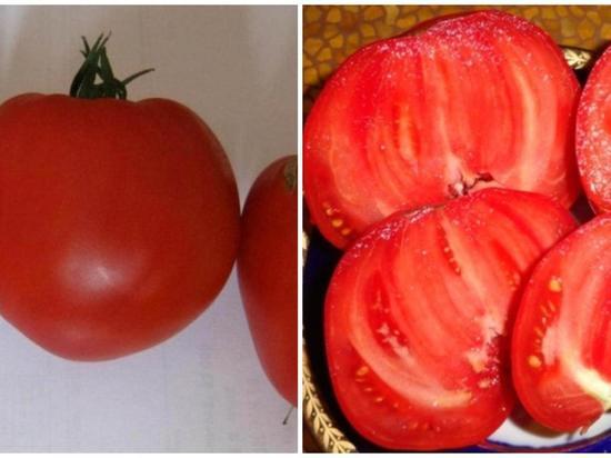 В Новосибирске агроном Шубина назвала лучшие морозоустойчивые сорта томатов