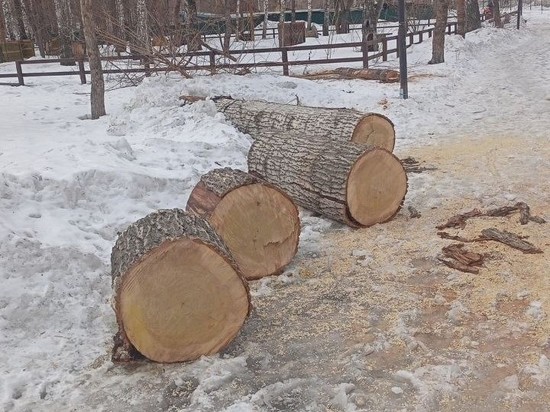 В Новосибирске жители пожаловались на вырубки в парке Березовая роща