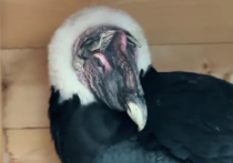 Неизвестные попытались отравить хищную птицу в Московском зоопарке