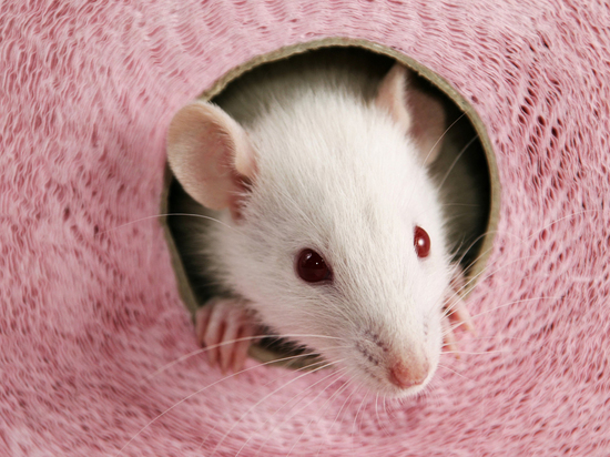 Экстракт корневища малины «вылечил» крыс-диабетиков