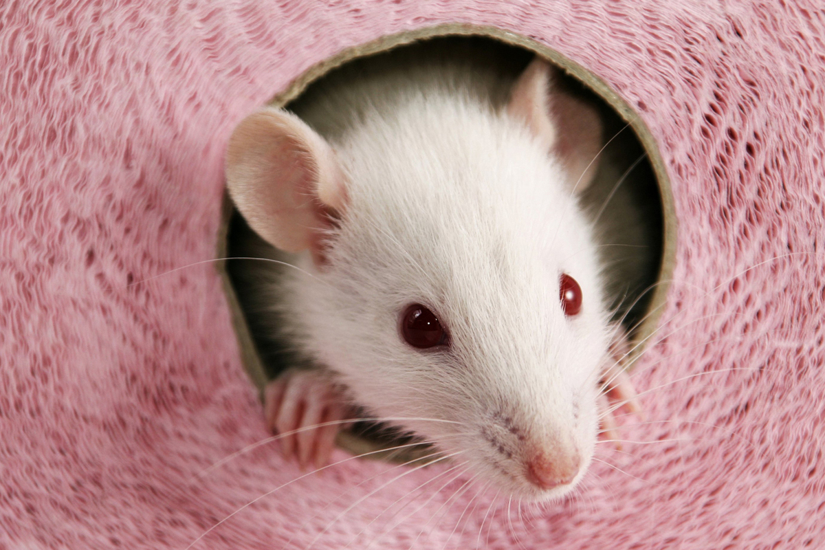 Raspberry rhizome extract "cured" diabetic rats