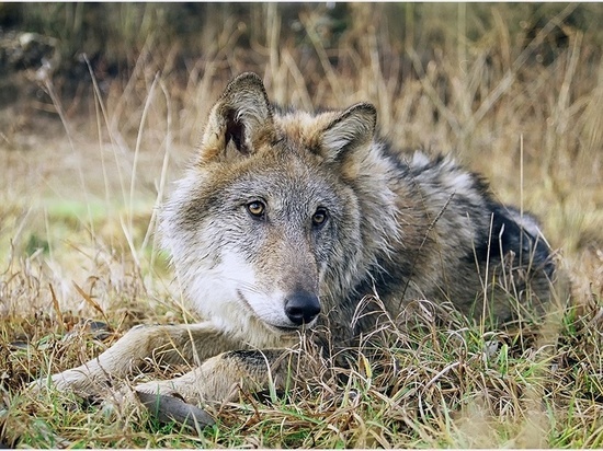 В Смоленской области закрылась охота на волка