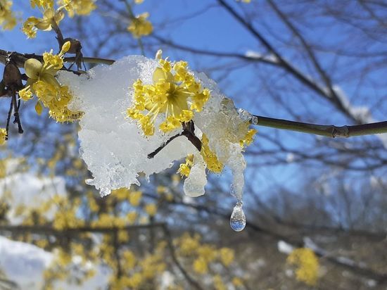 В донецком ботаническом саду зацвел кизил
