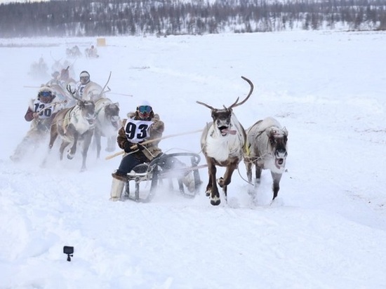 В Якутии определили абсолютного чемпиона гонок на оленьих упряжках