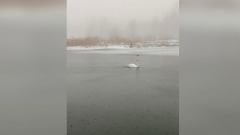 На речке под Владимиром заметили одинокого лебедя