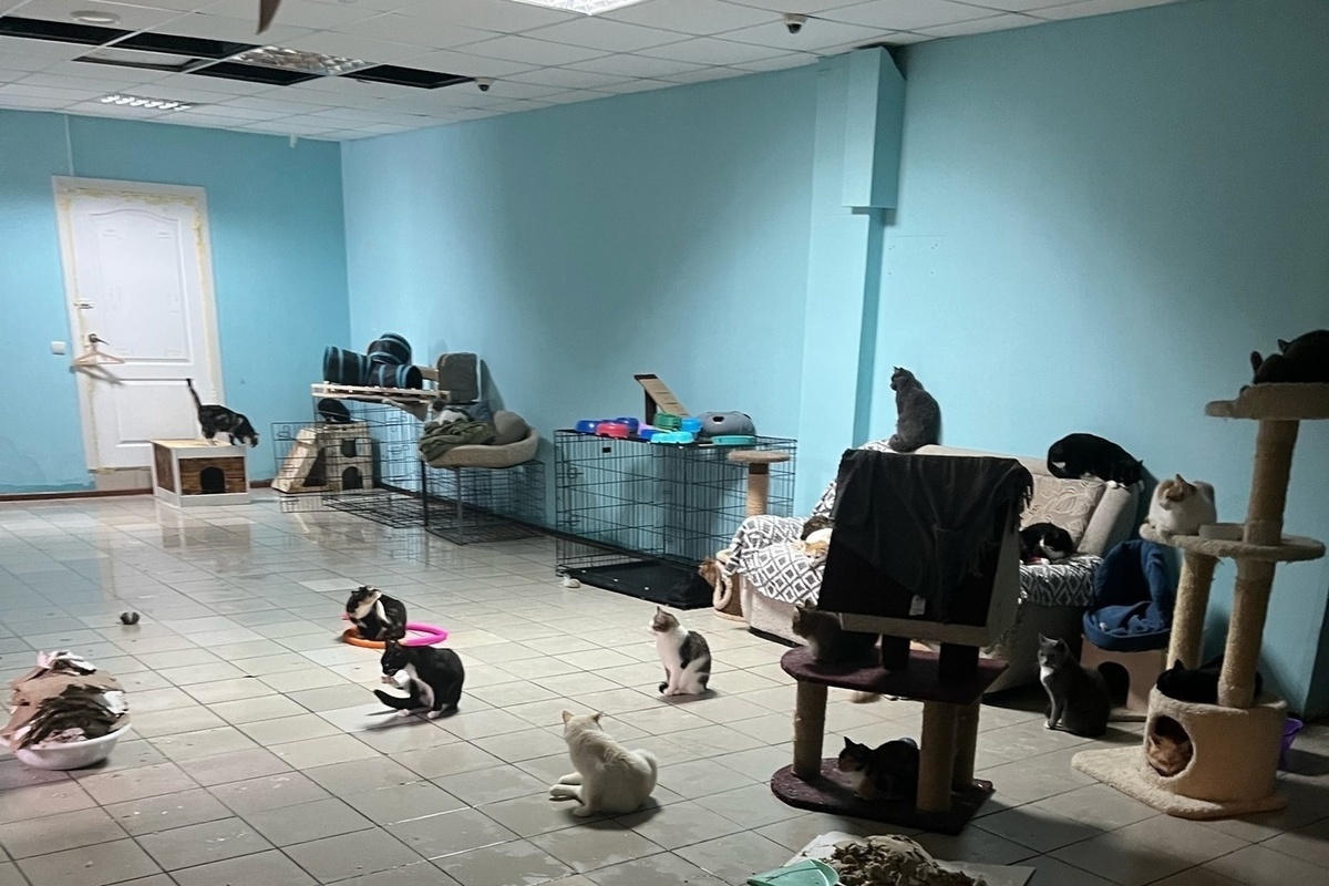 Красноярск приют для кошек