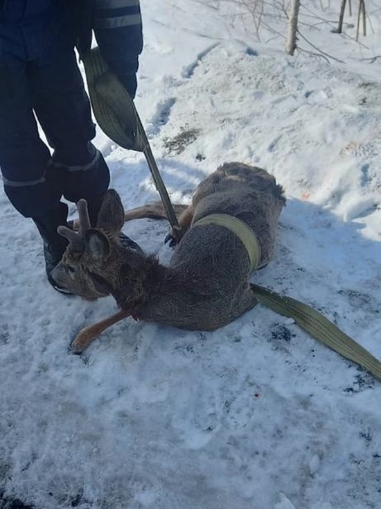 Косуля провалилась под лед в кузбасском поселке после нападения агрессивных собак