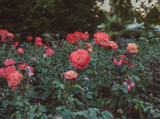 У кирхи Святого Якоба в Знаменске разобьют розовый сад