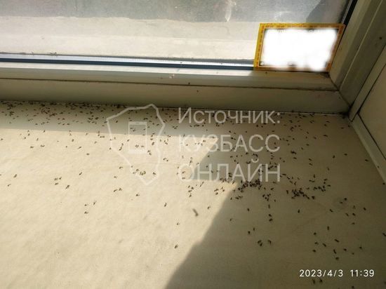 Мухи атаковали Кемеровский подъезд