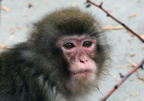Сотрудники зверинца считают, что обезьяна впала в стресс при виде юных посетителей

