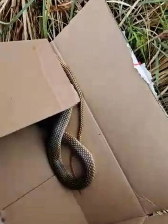 В одном из домов в Дагестане поймали змею
