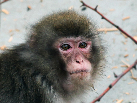 Сотрудники зверинца считают, что обезьяна впала в стресс при виде юных посетителей