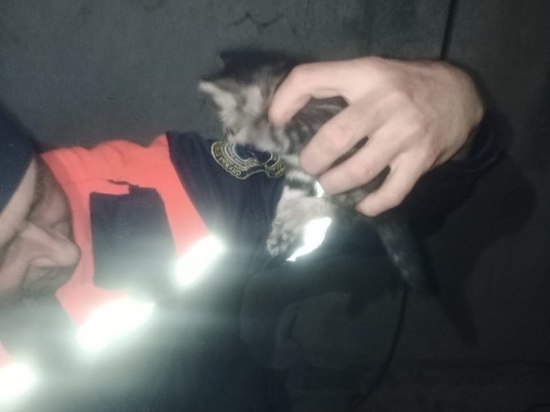 Новороссийские спасатели достали из подвала котёнка