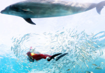Представители администрации соседней с Токио японской префектуры Тиба за два дня нашли свыше 40 дельфинов на берегу между городами Исуми и Итиномия, несколько млекопитающих умерли