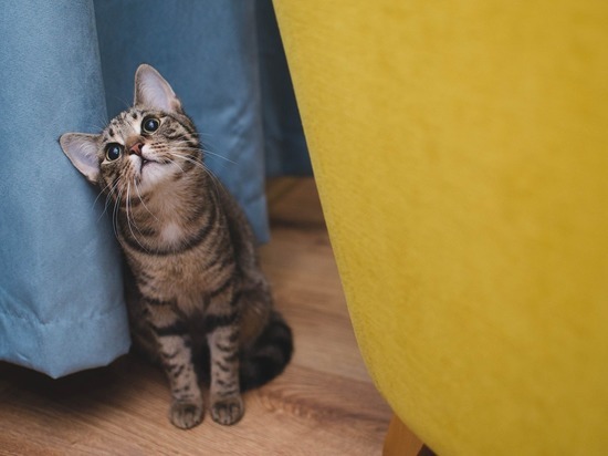 В Омске суд запретил кошке свободно ходить по квартире