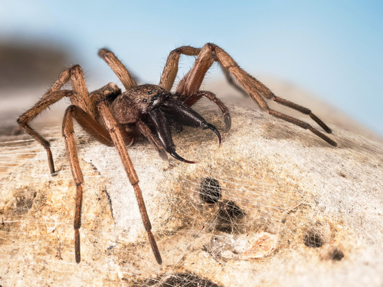 Самки пауков-каннибалов научились притворяться мертвыми, чтобы не отпугнуть понравившихся самцов