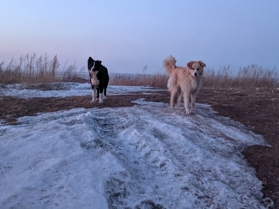Не стоит подкармливать и брать к себе домой: жителям Томска рассказали, как вести себя с бродячими собаками