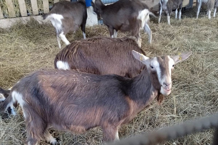 Костромская сыроварня «Волжанка» решила заняться разведением коз тоггенбургской породы
