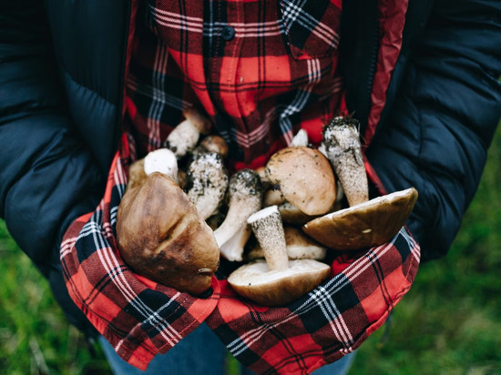 Миколог Вишневский назвал бессмысленным введение уголовной ответственности за сбор редких грибов