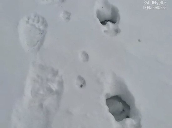 Проснувшийся голодный медведь в Бурятии идёт по следам лося