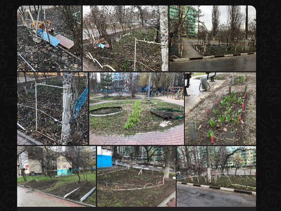 Белгородцы пожаловались на «ботаника», который захламляет двор их дома деревьями