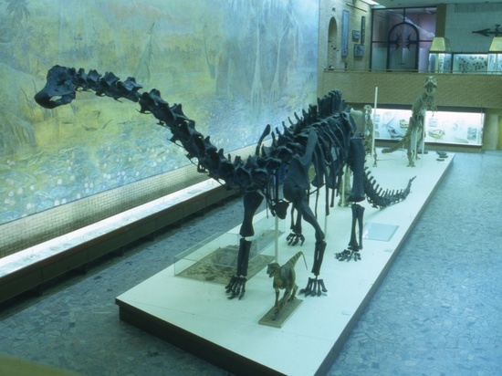 Ценный агат в музее Лондона оказался яйцом динозавра