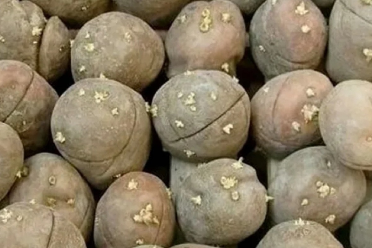 Эксперт рассказала, как с помощью надрезов получить высокий урожай картофеля